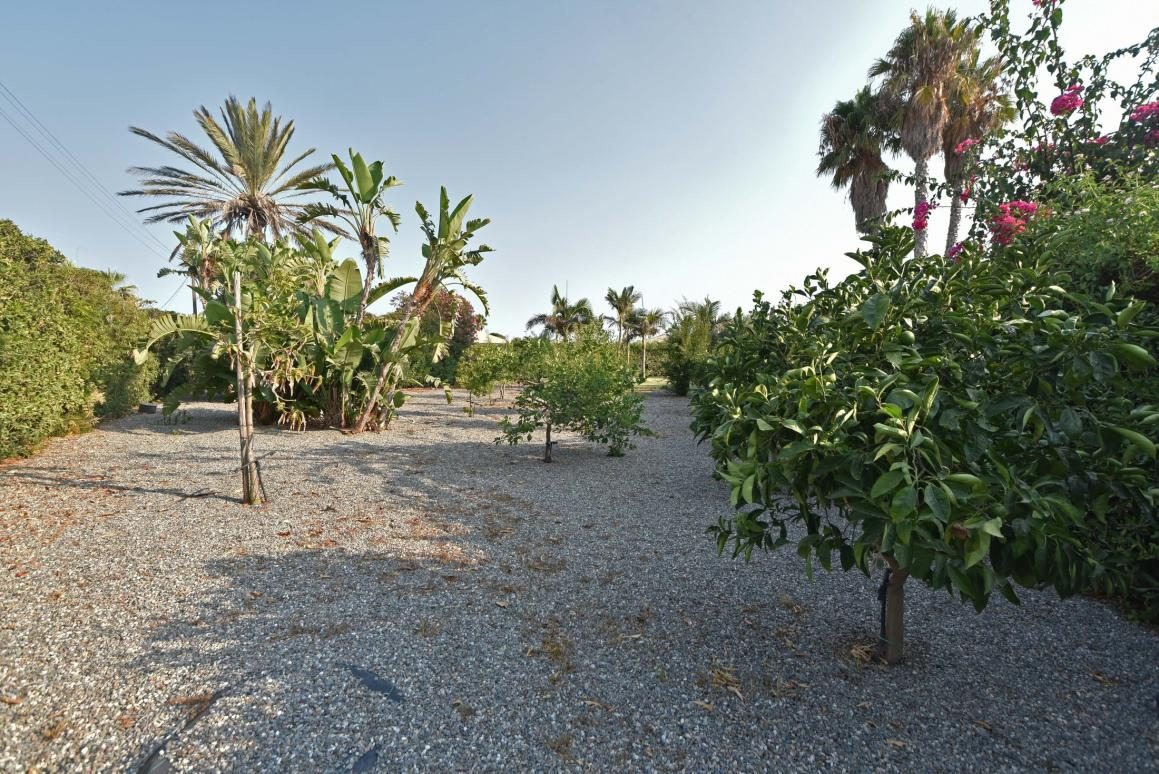 Citrus orchard path