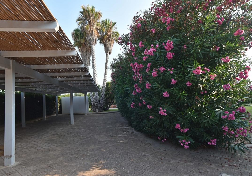 Paved driveway with hedges