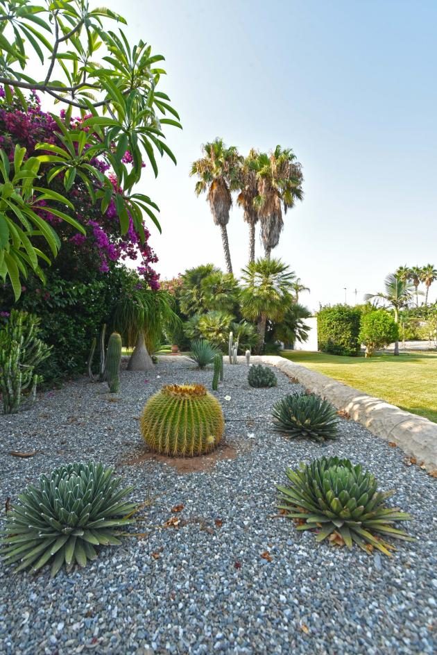 Garden path with cacti and succulents
